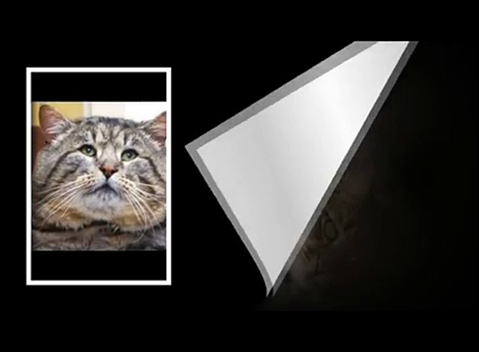 Жизнь Толстого Кота. Кот - канцелярист