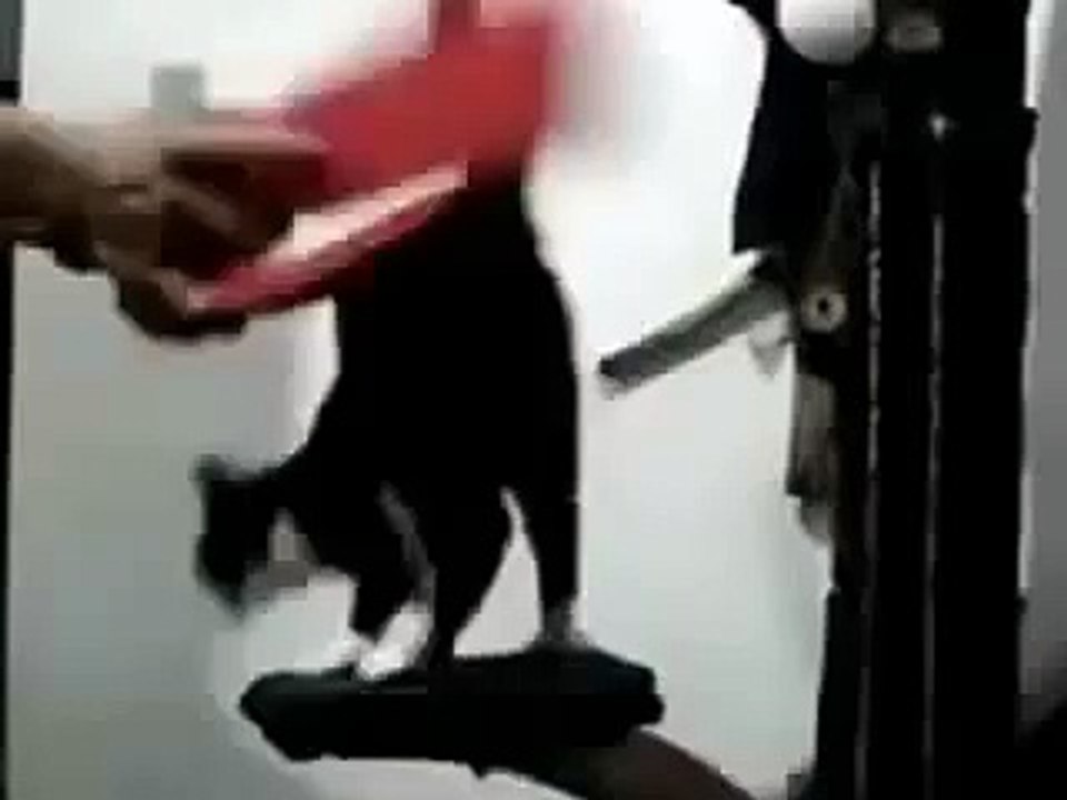 Как из кота выбивают пыль