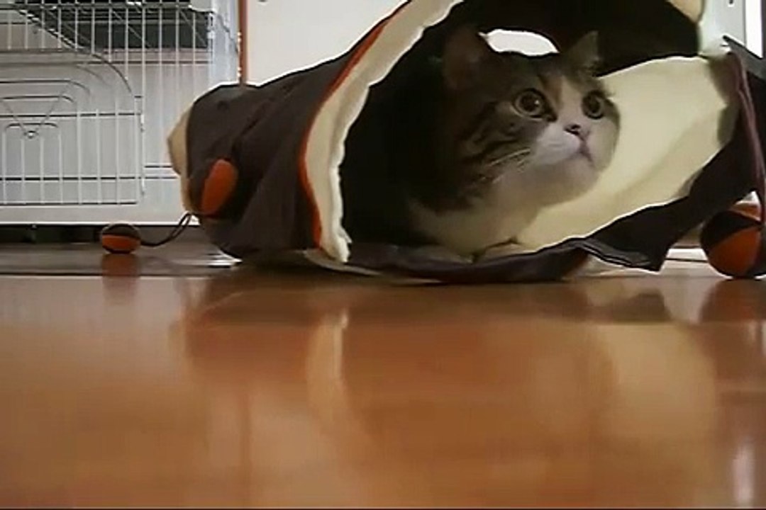 Кот в туннеле