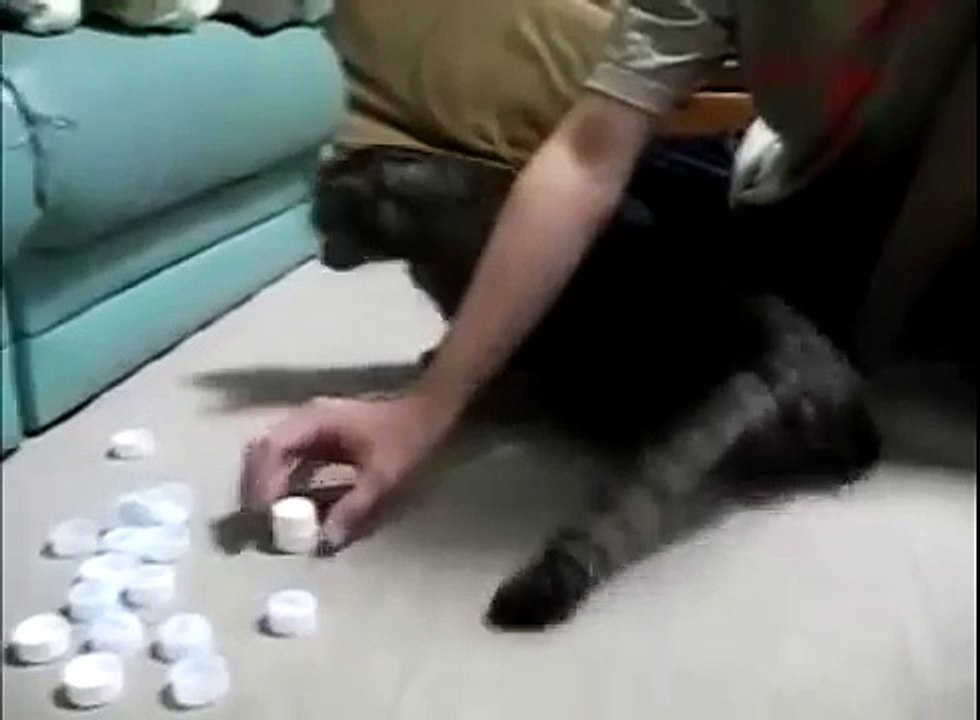 Кот и крышечки