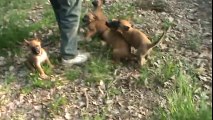 Tornade et Dexter du Chateau de Boxie   Chiots à  5 semaines