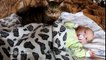 Кошка укачивает ребенка. Cat lulling a baby