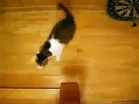 Кошки на Гран При. ФОРМУЛА 1. Вот это скорость!