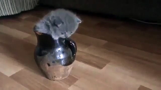 Красивый британский котенок в кувшине. Это смешно!