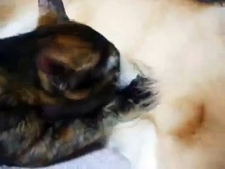 Любовь собаки и кота