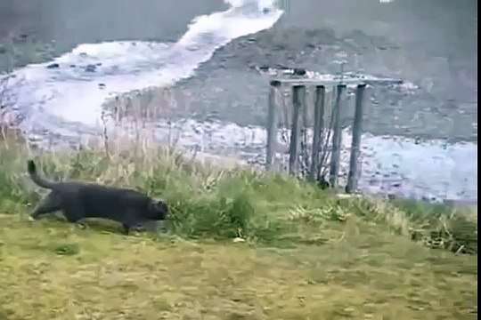 ПРИКОЛ - Кот охотится на орла