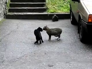 Разговор двух кошек