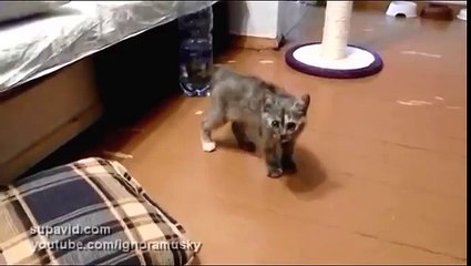 Brave Kitty. Храбрый Котенок