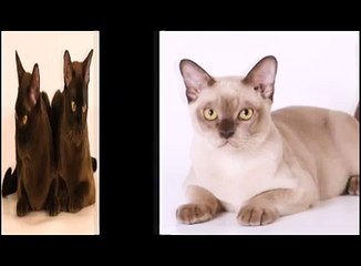 Бурманская короткошерстная кошка. Бурма. Про породу кошек
