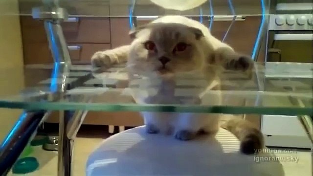 Г-образный котэ. half cat is resting