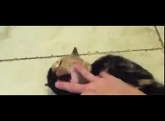 Двуликая кошка Венера — самая популярная морда интернета