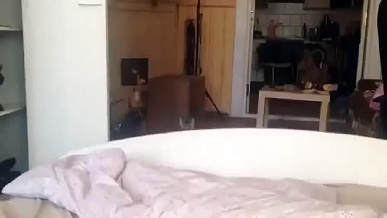 Дрессированный кот