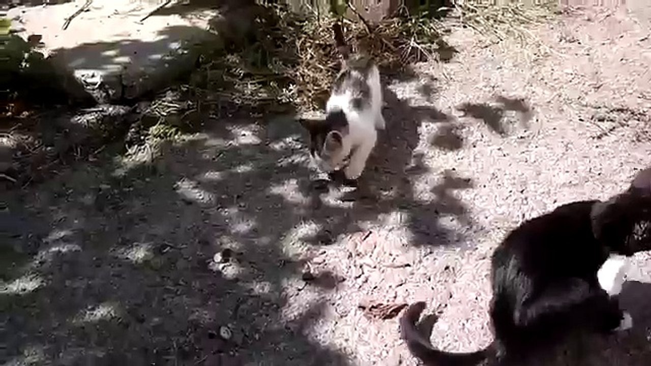 Кот ест живую змею. Это надо видеть!