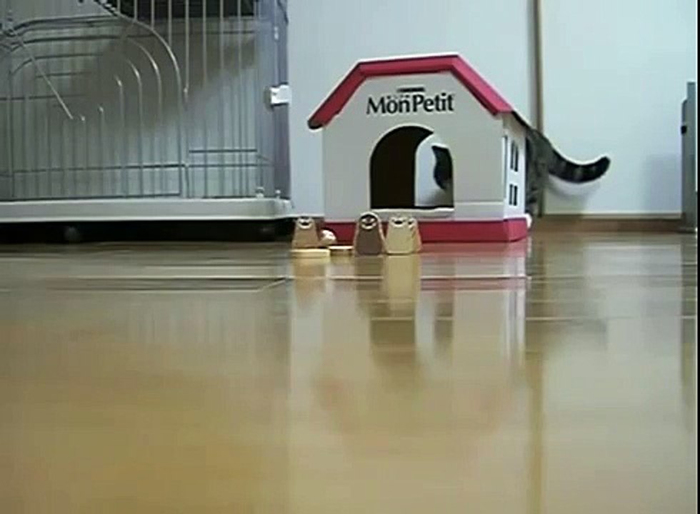 Кот играет в боулинг