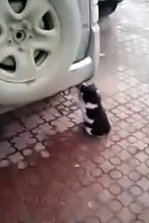 Веселый кот-токсикоман