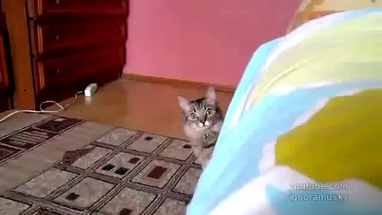 Кот задумал что то недоброе