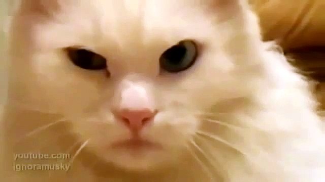 Кот морально убил хозяина