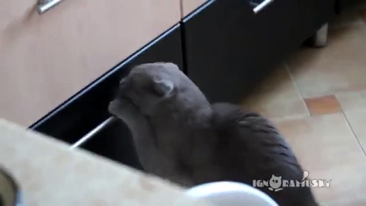 Кот-ворюга. Попался!