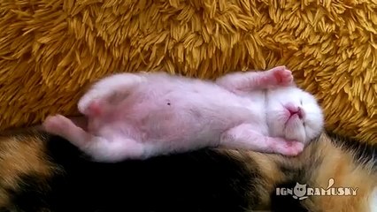Sweet Dreams Sleepy Kitten. Котенок сладко спит