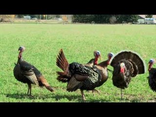 Turkey Hunting in Montana