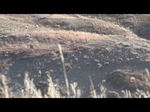 Hunting Mule Deer in Eastern Montana