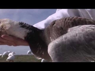 Duck Hunting in Quebec