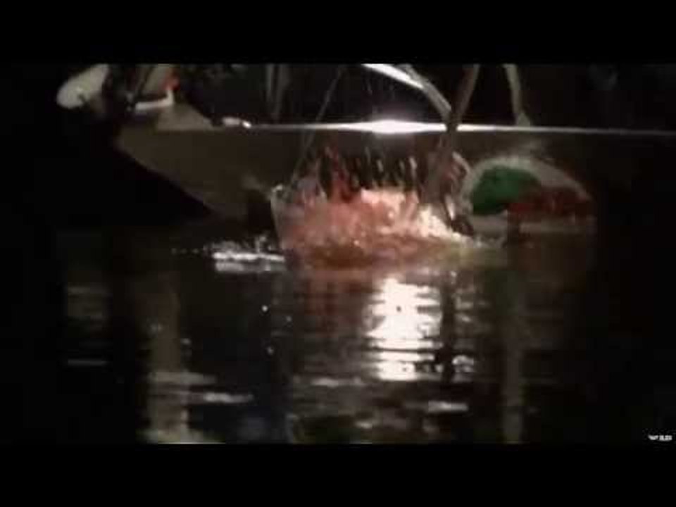 Alligator Harpooning