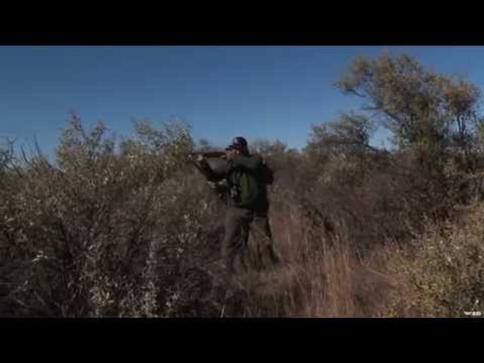 Cape Buffalo Hunting