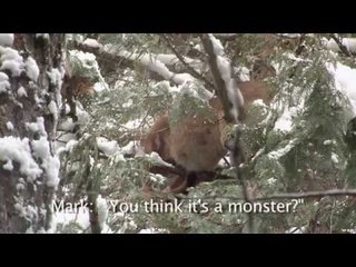 Hunting Mountain Lion in Kalispell