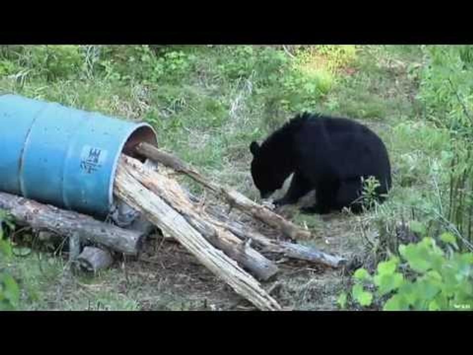 Hunting Black Bear in Quebec