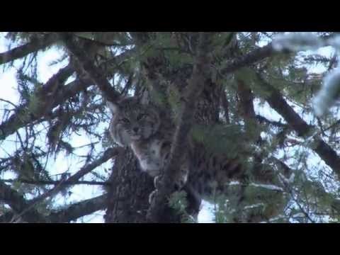 Hunting Bobcat in Montana