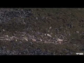 Hunting Dall Sheep In The Northwest Territories