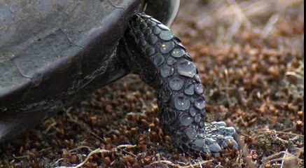 Болотная черепаха откладывает яйца.Turtle lays eggs
