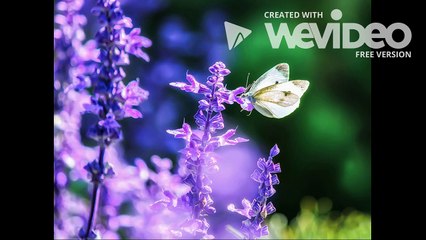 Le tout petit monde de Miki Asai