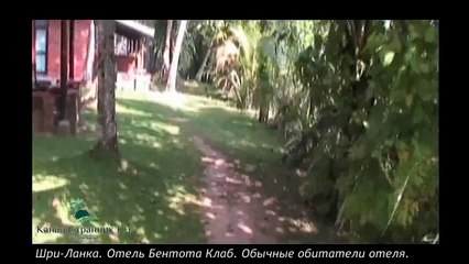 Шри Ланка- Варан- Отель Бентота Клаб