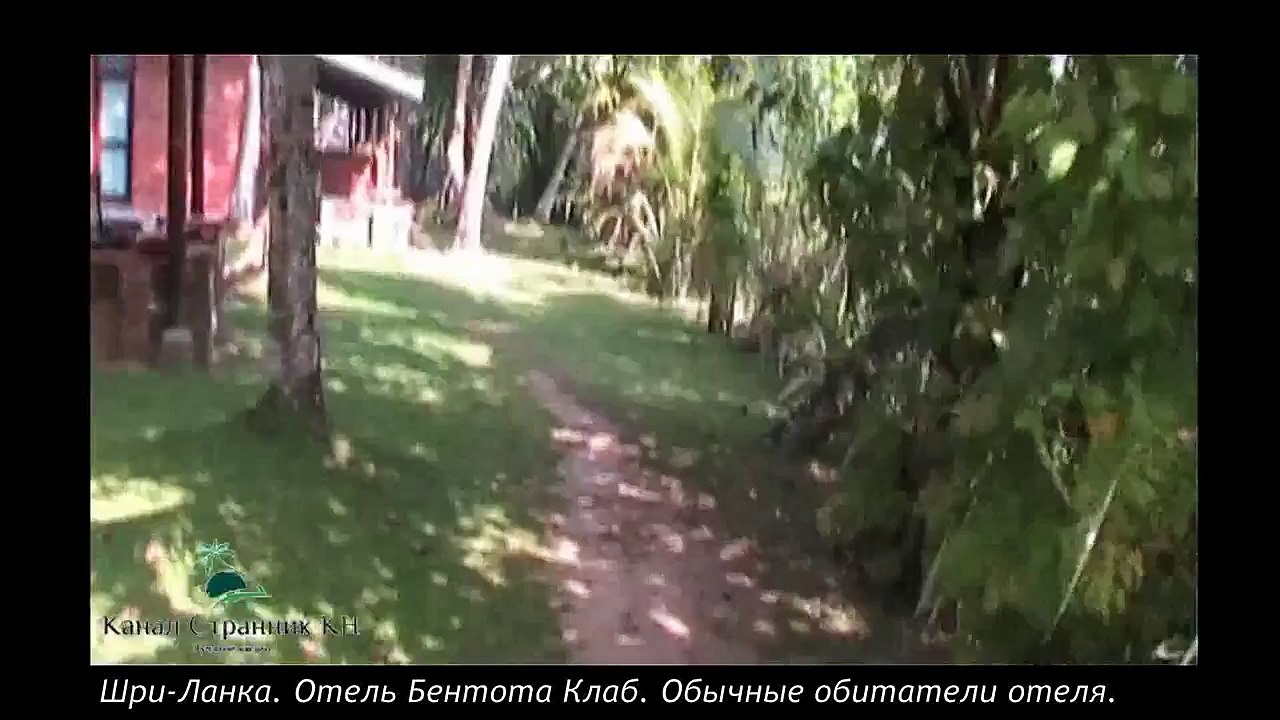 Шри Ланка- Варан- Отель Бентота Клаб