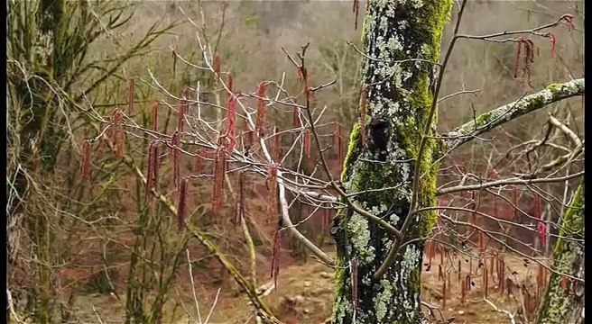 Лягушка малоазиатская. Long-legged wood frog. Rana macrocnemis