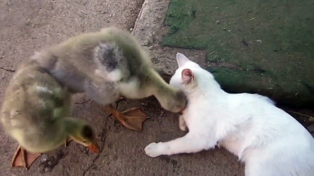 Назойливый котик.