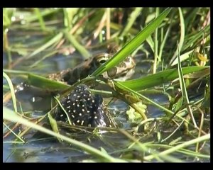 Черепашка и ее друзья