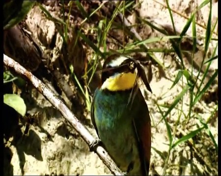 Черепашья долина (Чернобыльские джунгли)