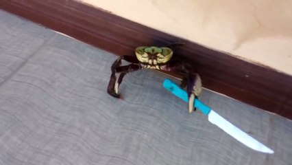Un crabe avec un couteau