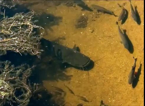 Рыбалка. Гигантские сомы возле Чернобыльской АЭС.