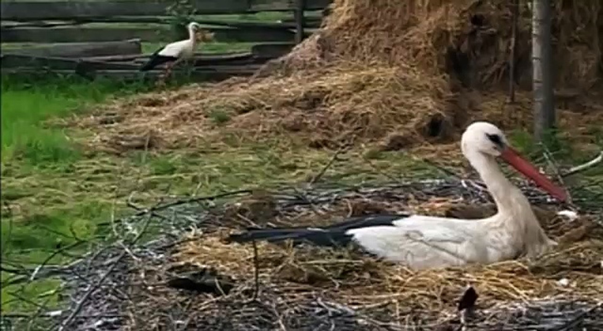 Смешные животные  волк, аист и черепаха.