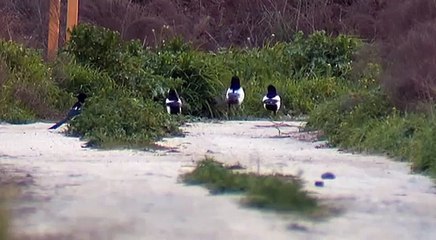 Сороки. Секс Измена Magpies. Sex Treason