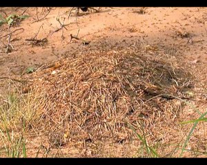 Муравьиный босс. Boss of ants