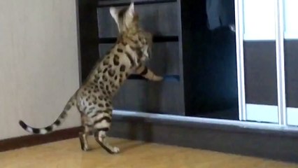 Бенгальский кот ищет что то