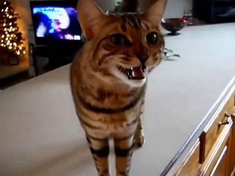 Бенгальский кот хочет кушать