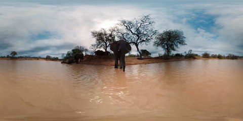 Видео 360° - Любопытные Слоны