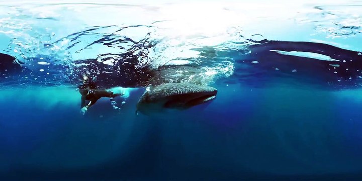 Видео 360° - Прекрасный животный мир