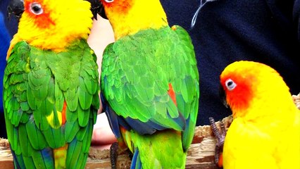 10 НЕВЕРОЯТНЫХ ЖИВОТНЫХ ВЫМЕРШИХ ПО ВИНЕ ЧЕЛОВЕКА, КОТОРЫХ УСПЕЛИ СФОТОГРАФИРОВАТЬ